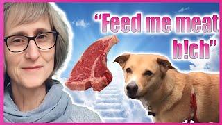 Is ThatVeganTeacher's Dog Okay