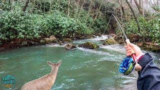 Fly Fishing for HUGE Trout in Tennessee! (FINDING A PET DEER?)