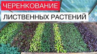 Как черенковать лиственные растения?