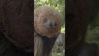 Did you know the "Maned" Sloth?