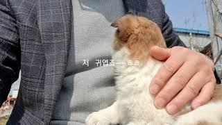 귀염둥이 해피  입양하기전 모습^^