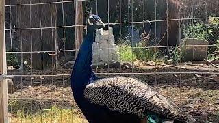 Wingo Starr the rescued wandering peacock finds forever home with East Bay couple