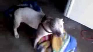 blue pit humping pocahontas