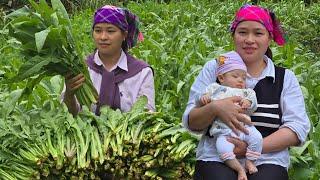 Harvesting Vegetables On The Farm Goes to market sell - Cooking | Ly Thi Ca