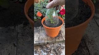 4 Months Later: The ROSE Cutting Rooted 100% (Winter)