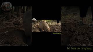 Capybara Đào Hàng Tìm Kho Báu #capybara  #haihuoc #funny