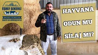 Hayvana Odun mu Silaj mı Yedirmeli? #Silaj #Analiz