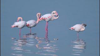 Flamingos enjoying Yuncheng Salt Lake Wetland a testament to restoration efforts