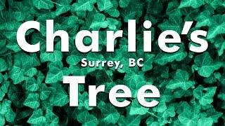 Charlie's Tree: Vancouver's Most Important Tree | Surrey, BC