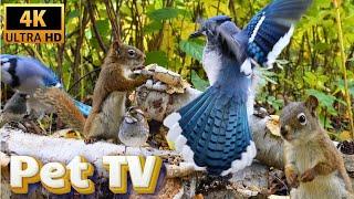 Entertain Your Cat or Dog with Pet TV | Squirrels and Blue Jays Battle for Peanuts in Autumn