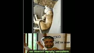 le poocha ser "mood poyi" #comedy #troll #malayalam #cat #kerala #naughtycats #funny