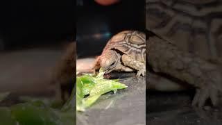 The leopard tortoise (Stigmochelys pardalis) Feeding on shredded cactus @Black_Exotic_TV999