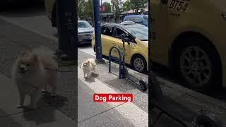 Dog Park #fyp #dog #parking #doglover #pets #petlover #animals #animallover #scooter #bike #coffee