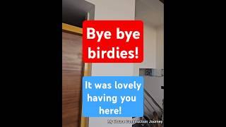Bye bye birdies - Bird Nest in my house ! My house construction journey