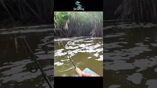 Ikan apakah itu #simancing #fishing #mancing #casting