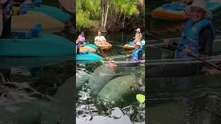 Kayaking Silver Springs