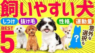 ️初心者でも飼いやすい人気犬種ランキング 〜専門家と飼い主の声総まとめ〜