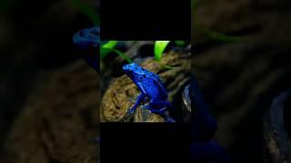 Dart Frogs: The most poisonous animal in the world #dartfrog #poison #animals