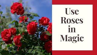 Ways to Use Roses in Magical Spells, Amulets, Self-Care, & Altars