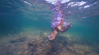 Green turtles entangled in refuse on Moreton Bay, Queensland, Australia.