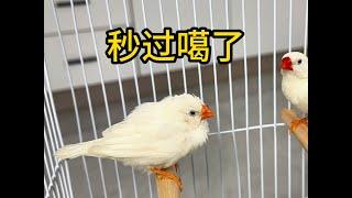 珍珠鳥“秒過”開箱的第一天，就被小黑送走了！不信你們問小黑！ #珍珠鳥 #藍貓 #藍胖子 #英短藍貓