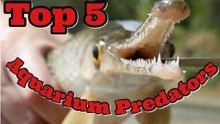 Top 5 Aquarium Predators - Freshwater