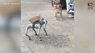 لقاء طريف بين كلب حقيقي وكلب آلي