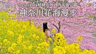 Rapeseed Flowers & Cherry Blossoms｜Nishihirabatake Park、Aguri Park Sagayamaen｜Japan