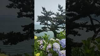 ️ 국내 수국 예쁜 공원 ㅣ 거제도 이순신 공원 ️