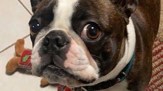 New Year’s Eve LIVE - Calvin The Boston Terrierist! With Ruby & Rock!