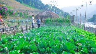 Sustainable Development! Apply Organic Fertilizer To Vegetable Gardens, Grow Flowers - AMAZING