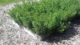 Growing Alfalfa for the Backyard Grower