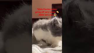 *Male Persian kitten going off very cheap …480k let’s deal 07085816701