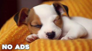 12 HOURS of Dog Calming Music For DogsAnti Separation Anxiety ReliefDeep Sleep Music