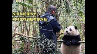 huahua hehua panda头号花粉谭爷爷，对待大熊猫花花到底有多双标，真是亲孙女啊