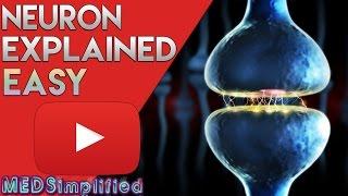 Neuron ANATOMY and Function simplified Video