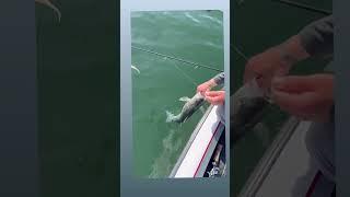 Lanier Striper Breakdown + Lake Lanier Fishing Report on FishTips.com by Brooks Anderson