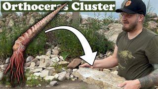 Orthoceras cluster scored! Fossil hunting