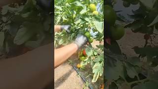 Tips for efficient tomato management: a comprehensive guide from seedling to harvest