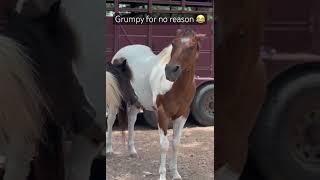 Grumpy horse #horse #animals #funnyanimals