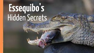 Guyana’s Hidden Treasure - The Mighty Essequibo | Full Documentary