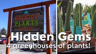 Best Rare Plant Shop in Columbus! (Groovy Plants Ranch)