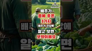 배추가 건강에 좋은 이유 3가지!  알고 먹으면 보약이에요 #배추 #건강식품 #장건강 #면역력 #다이어트 #영양상식