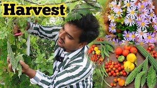 తోట చూసుకుంటూ చేసిన హర్వెస్ట్ gardening tips #terracegarden #organic #harvest