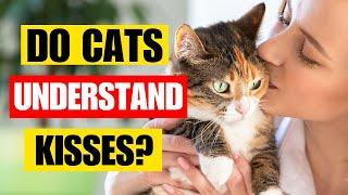 Do Cats Understand We Love Them When We Kiss Them? | Kitten Munch Answers