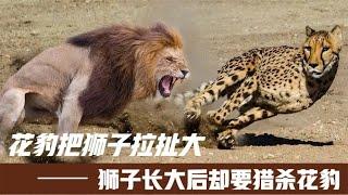 驚呆了花豹和獅子從小相依為命，獅子長大卻要獵殺它