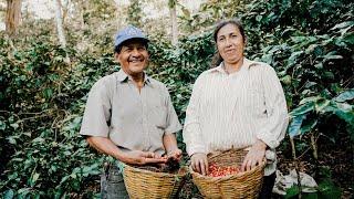 Why Coffee Farmers Built a Global Cooperative from Seed-to-Cup: The Story of Pachamama Coffee