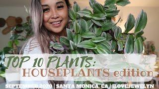 Top 10 plants: Houseplant edition 2020 | ILOVEJEWELYN