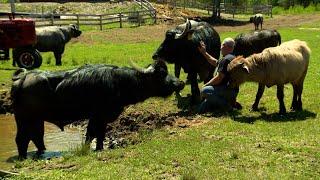 Maine couple creates state's only working water buffalo farm