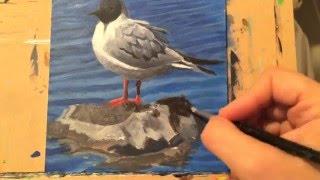 Bonaparte Seagull (Narrated Time Lapse)